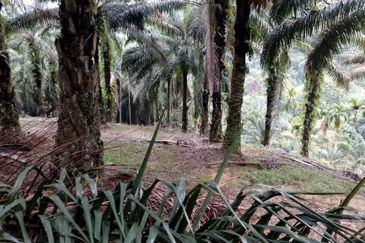 Kulim Oil Plam Agricultural Land Non Bumi Free Hold