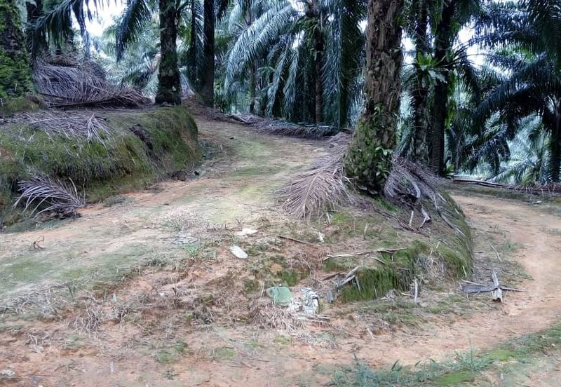 Kulim Oil Plam Agricultural Land Non Bumi Free Hold