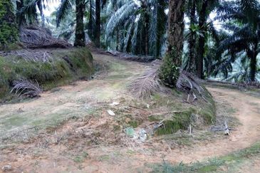 Kulim Oil Plam Agricultural Land Non Bumi Free Hold