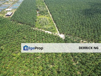 Semeling Thye Eng Agricultural Land Tanah Pokok Sawit  Freehold Rm4 For Sale, Kedah, Bedong
