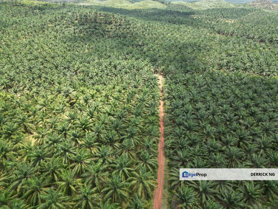 Zoning Residential , Pokok Sawit Land Bandar Puteri Jaya To Sidam Road For Sale, Kedah, Sungai Petani