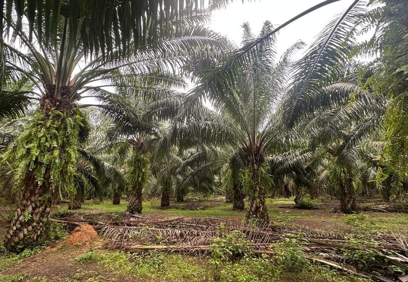 Jalan Kampung Paya Kerchut