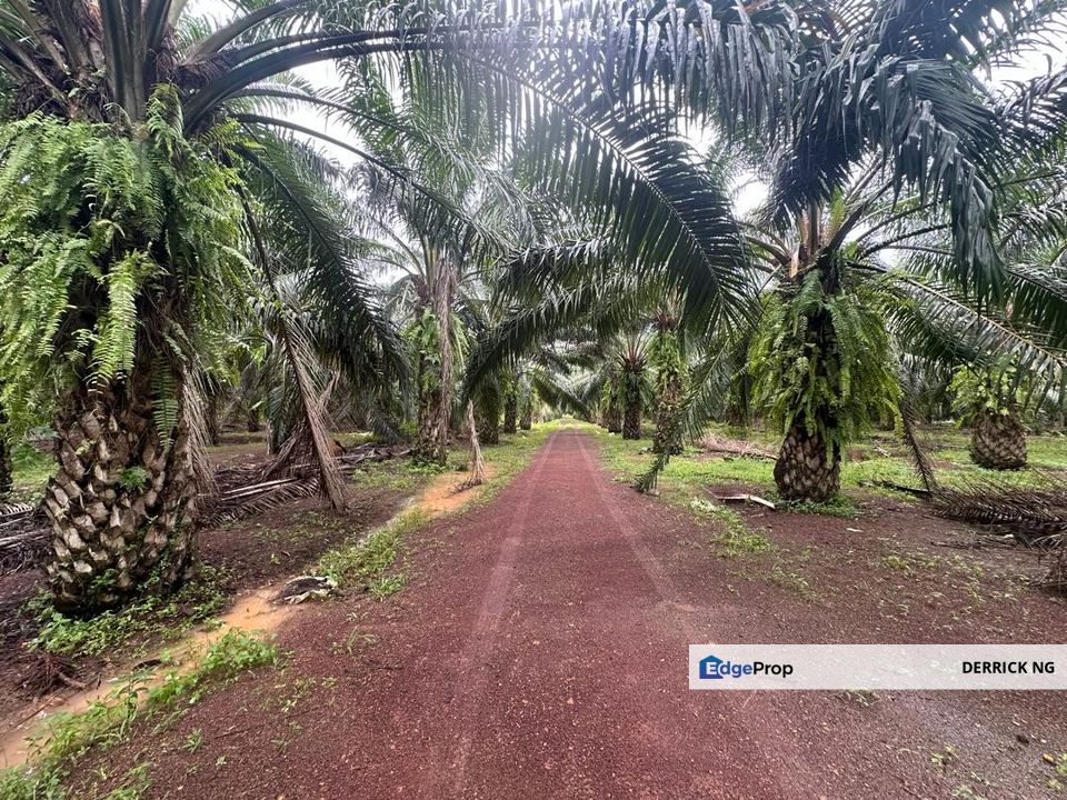 Pendang Sebelah Maktab Rendah Sains Mara , Tanah Pokok Sawit Free Hold , Untuk Di jual, Kedah, Pendang
