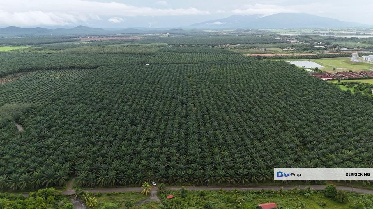 Pendang Sebelah Maktab Rendah Sains Mara , Tanah Pokok Sawit Free Hold , Untuk Di jual, Kedah, Pendang