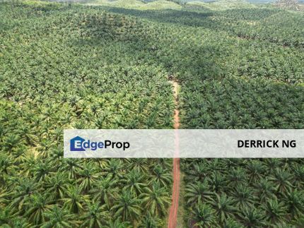 Bukit Selambau Pokok Sawit Land , Free Hold , Non Bumi , Pokok Sawit 10 Tahun For Sale, Kedah, Sungai Petani