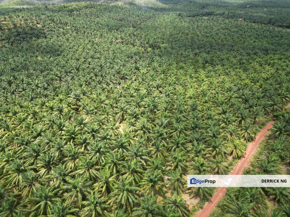 Bukit Selambau Pokok Sawit Land , Free Hold , Non Bumi , Pokok Sawit 10 Tahun For Sale, Kedah, Sungai Petani