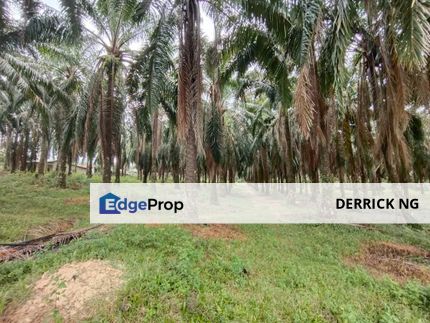 Gurun Batu 3 , Tanah Pokok Sawit Free Hold 2.13 Acres, Kedah, Kuala Muda