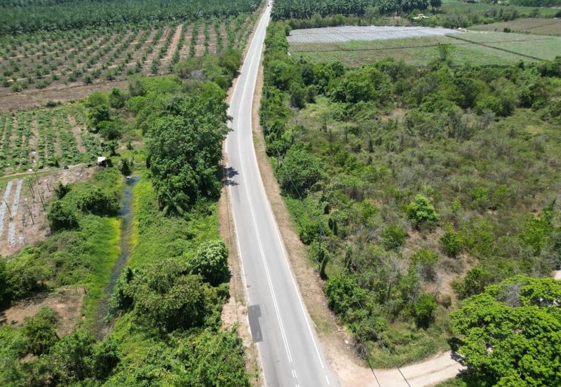 Pinang Tunggal