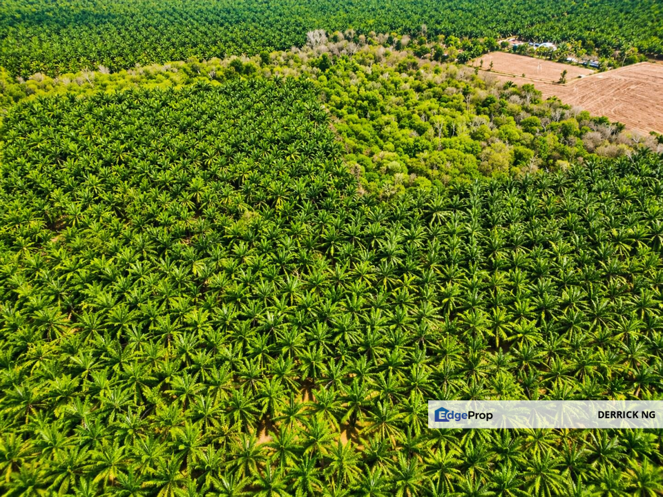 Pendang Kampung bukit Jambul Tanah Murah Freehold , Untuk Dijual, Kedah, Pendang