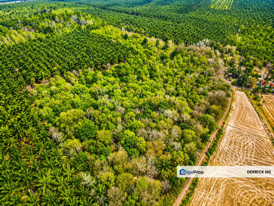 Pendang Kampung bukit Jambul Tanah Murah Freehold , Untuk Dijual, Kedah, Pendang