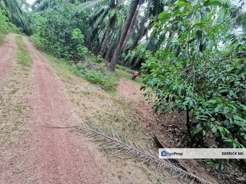 Gurun Padang Lembu Agricultural Land Oil Plam Tree Free Hold For Sale, Kedah, Kuala Muda