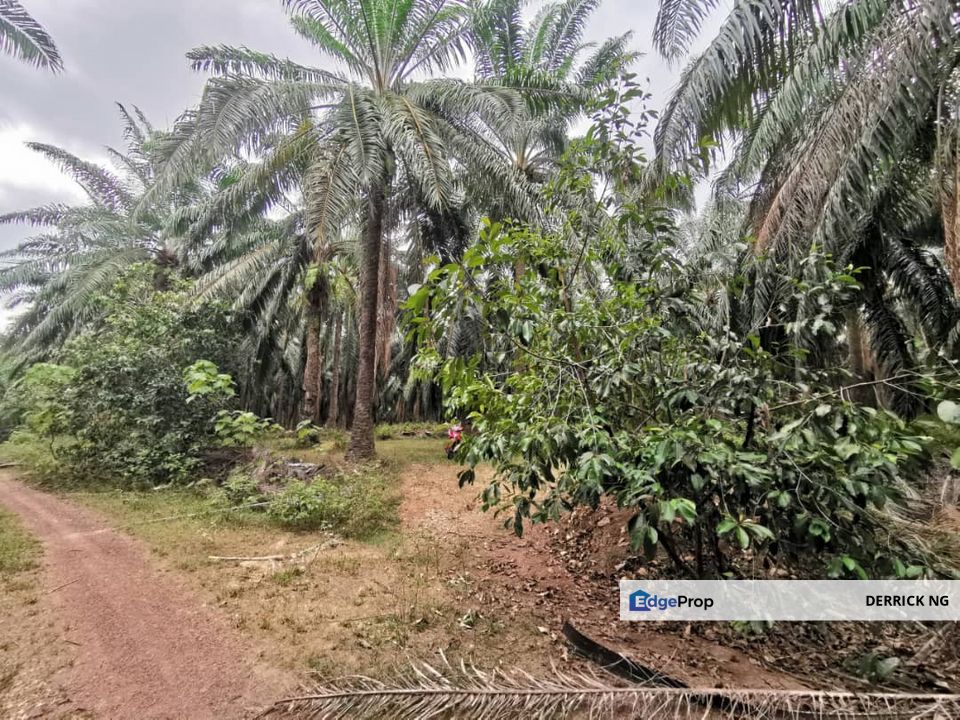 Gurun Padang Lembu Agricultural Land Oil Plam Tree Free Hold For Sale, Kedah, Kuala Muda