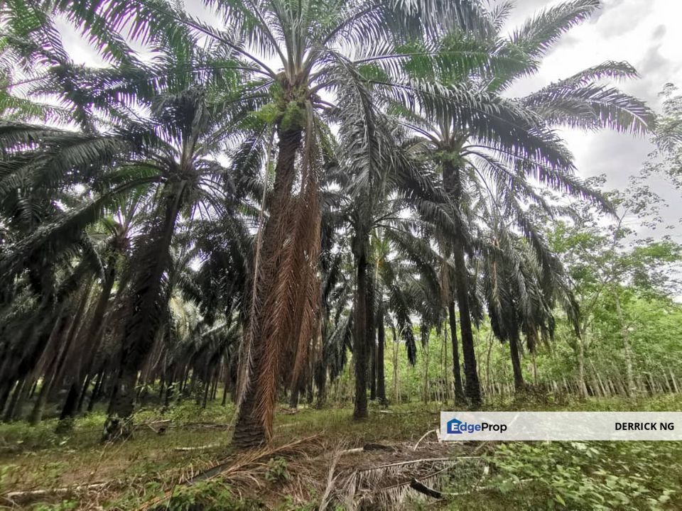 Gurun Padang Lembu Agricultural Land Oil Plam Tree Free Hold For Sale, Kedah, Kuala Muda