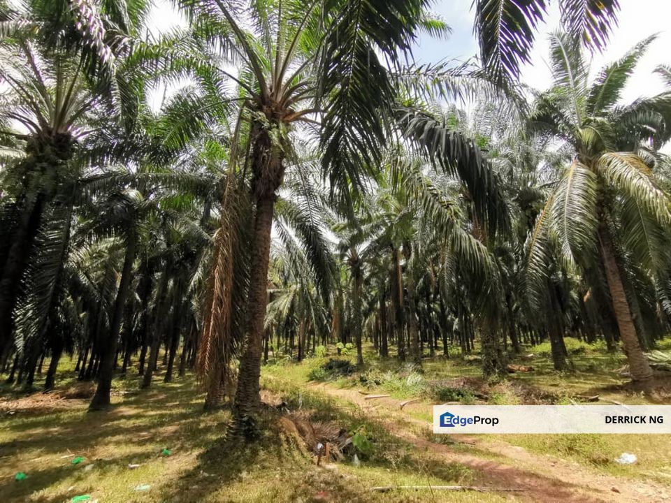 Gurun Padang Lembu Agricultural Land Oil Plam Tree Free Hold For Sale, Kedah, Kuala Muda