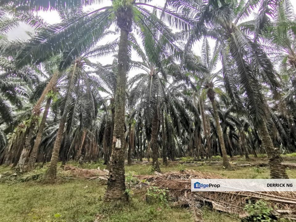 Gurun Padang Lembu Agricultural Land Oil Plam Tree Free Hold For Sale, Kedah, Kuala Muda