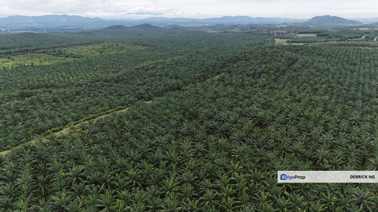 Gurun Padang Lembu Pokok Tai , Oil Plam Land Free Hold For Sale, Kedah, Kuala Muda