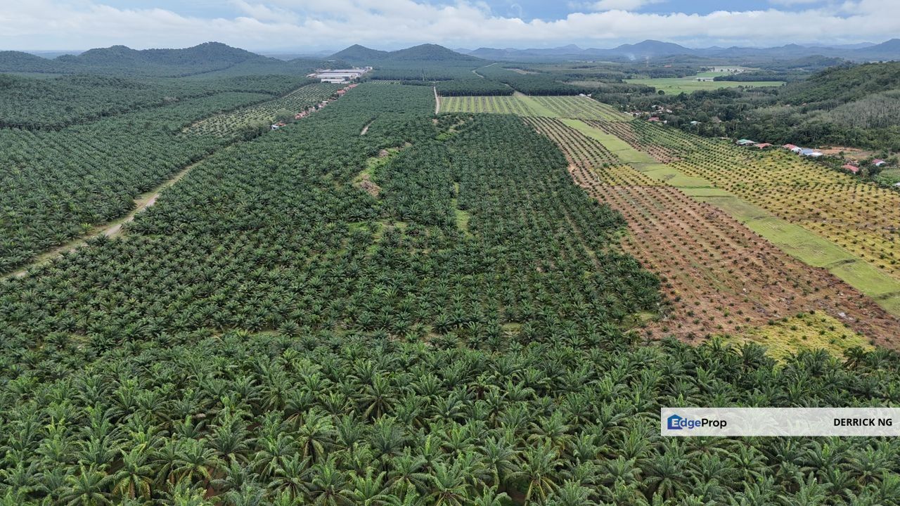 Gurun Padang Lembu Pokok Tai , Oil Plam Land Free Hold For Sale, Kedah, Kuala Muda