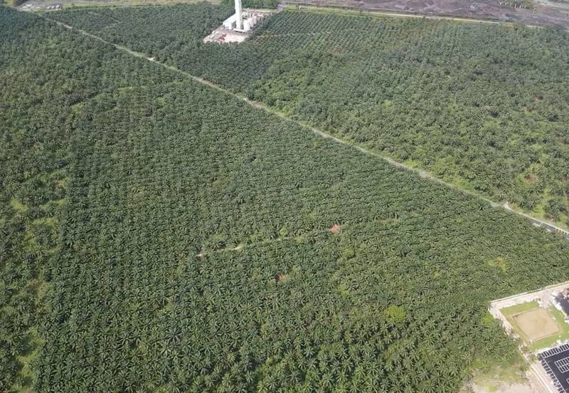 Bestari Jaya Batang Berjuntai Agril Land 15 Acre For rent