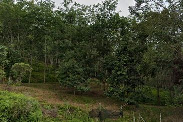 Lakum ,Sematan Temerloh , Agrilculture Land 300 Acre Per Acre Rm15k With Ready Title 