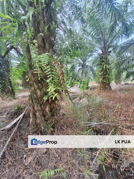 0.5 acres agriculture Land, Facing main road Jalan Tanjung Karang, For Sales, Selangor, Kuala Selangor