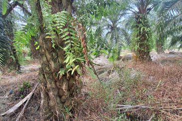 0.5 acres agriculture Land, Facing main road Jalan Tanjung Karang, For Sales