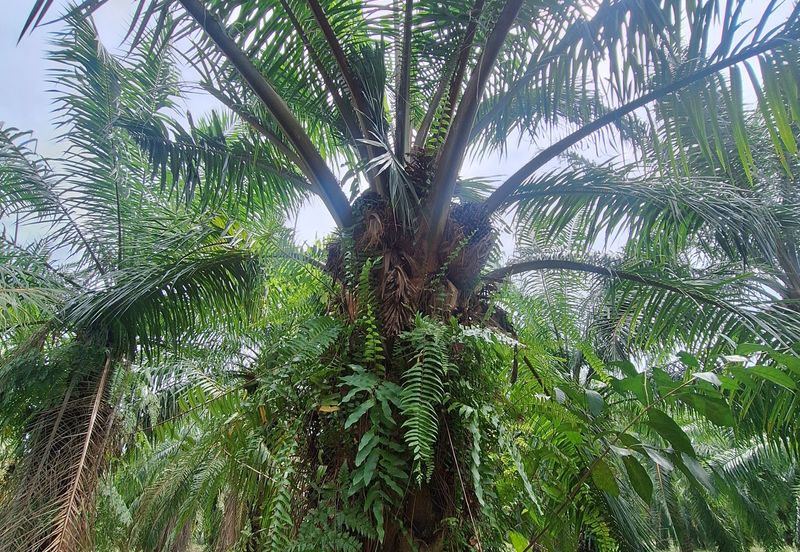 1.153  acres agriculture land( industrial zon)Facing main road Jalan Tanjung Karang, For Sales