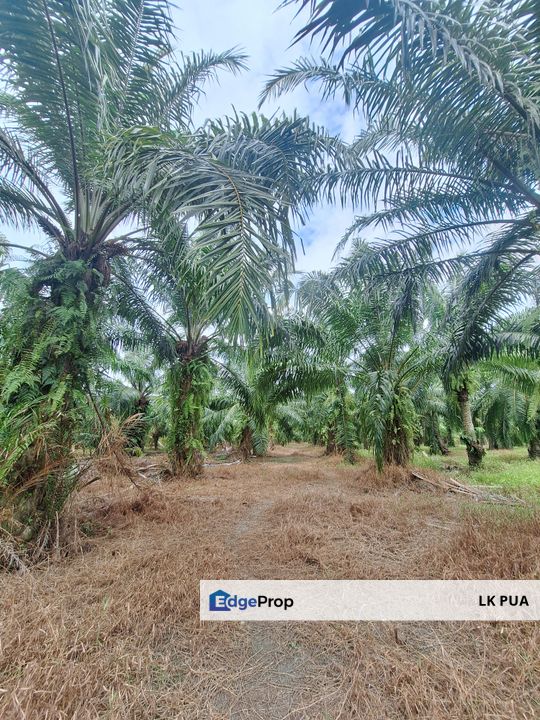 1.153  acres agriculture land( industrial zon)Facing main road Jalan Tanjung Karang, For Sales, Selangor, Kuala Selangor