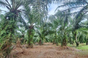 0.5 acres agriculture Land, Facing main road Jalan Tanjung Karang, For Sales