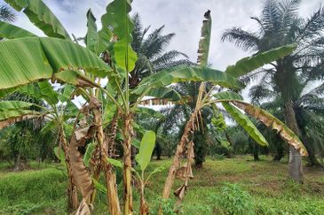 0.5 acres agriculture Land, Facing main road Jalan Tanjung Karang, For Sales