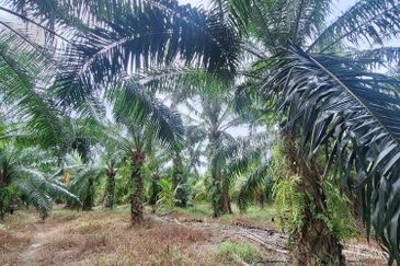 0.5 acres agriculture Land, Facing main road Jalan Tanjung Karang, For Sales