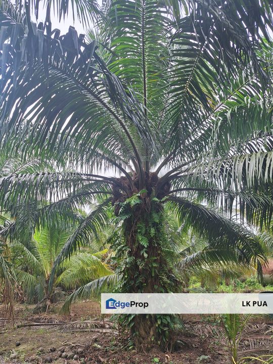 1.153  acres agriculture land( industrial zon)Facing main road Jalan Tanjung Karang, For Sales, Selangor, Kuala Selangor