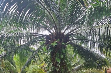 0.5 acres agriculture Land, Facing main road Jalan Tanjung Karang, For Sales