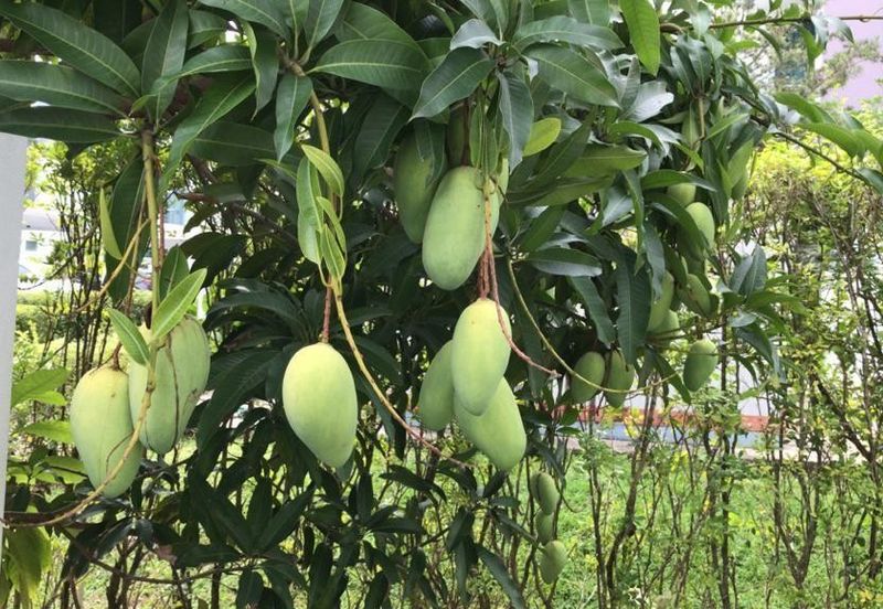 Sejati Residences - Astonia II