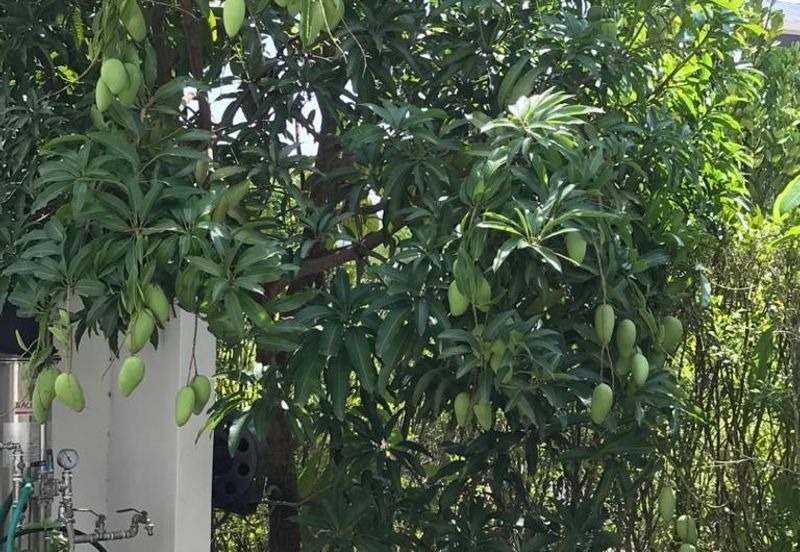 Sejati Residences - Astonia II