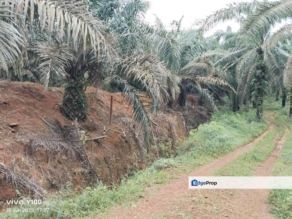 PALM OIL LAND FOR SALE AT KLUANG, Johor, Kluang