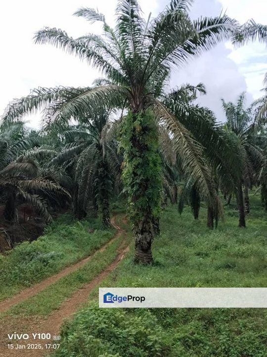 PALM OIL LAND FOR SALE AT KLUANG, Johor, Kluang