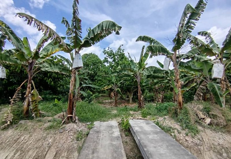 For Sale. 6.64 Acre Fruit Farm (Durian, Pulasan, Oil Palm) @ Ayer Baloi, Pontian