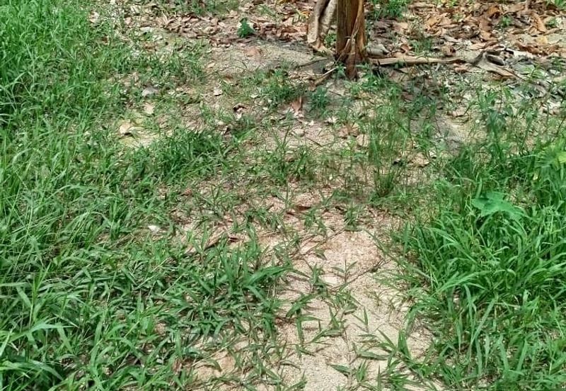 For Sale. 6.64 Acre Fruit Farm (Durian, Pulasan, Oil Palm) @ Ayer Baloi, Pontian