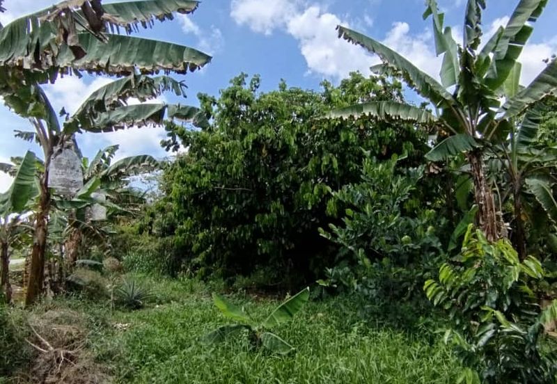 For Sale. 6.64 Acre Fruit Farm (Durian, Pulasan, Oil Palm) @ Ayer Baloi, Pontian