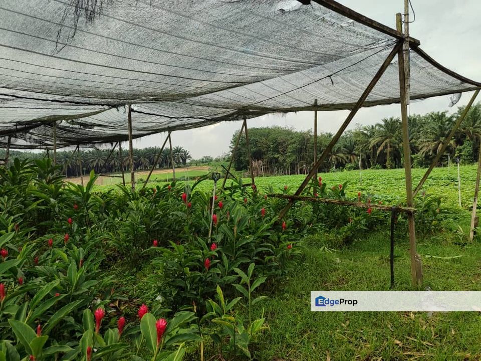 For Sale. 7.44 Acre Orkid Farm @ Mukim Plentong, BANFOO (Near Desaru Highway), Johor, Ulu Tiram