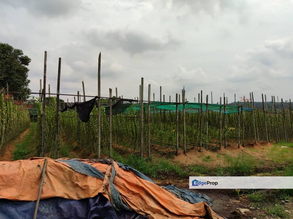 For Sale. 7.44 Acre Orkid Farm @ Mukim Plentong, BANFOO (Near Desaru Highway), Johor, Ulu Tiram