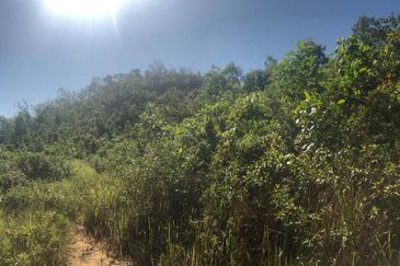 TANAH PERTANIAN 6 EKAR UNTUK DIJUAL Kampung Bukit Sikoh, Tanah Merah, Kelantan