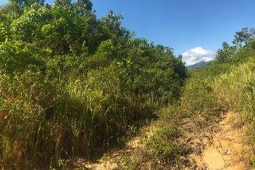 TANAH PERTANIAN 6 EKAR UNTUK DIJUAL Kampung Bukit Sikoh, Tanah Merah, Kelantan