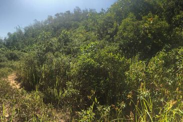 TANAH PERTANIAN 6 EKAR UNTUK DIJUAL Kampung Bukit Sikoh, Tanah Merah, Kelantan