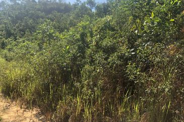 TANAH PERTANIAN 6 EKAR UNTUK DIJUAL Kampung Bukit Sikoh, Tanah Merah, Kelantan