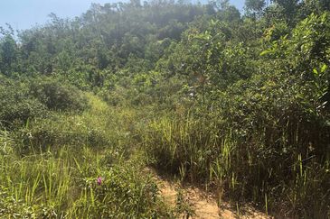 TANAH PERTANIAN 6 EKAR UNTUK DIJUAL Kampung Bukit Sikoh, Tanah Merah, Kelantan