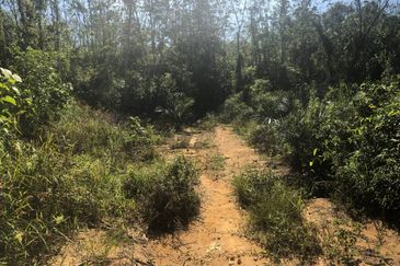 TANAH PERTANIAN 6 EKAR UNTUK DIJUAL Kampung Bukit Sikoh, Tanah Merah, Kelantan