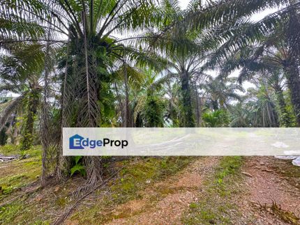 Kulai 30Acres Palm Oil Land for Sale, Johor, Johor Bahru