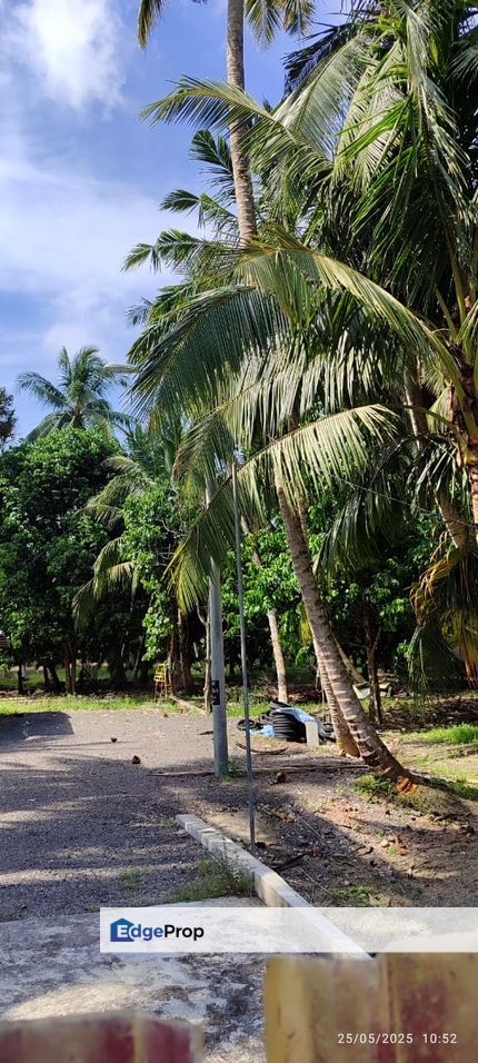 Pontian 2Acres coconut farm for sale kelapa, Johor, Pontian