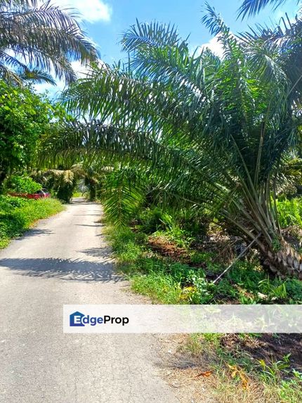 Pontian Palm Oil Land for Sale, Johor, Pontian